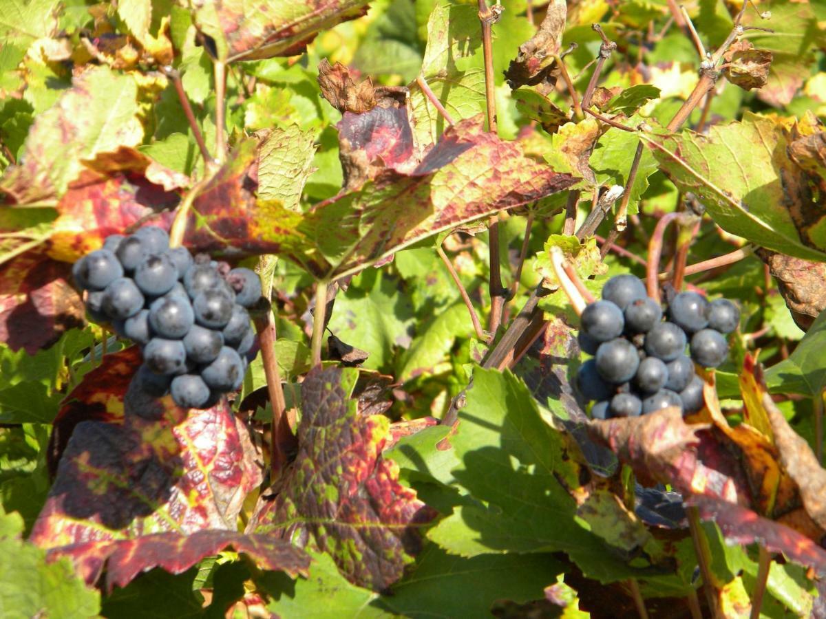 Le Jardin Des Chanceliers Apartamento Beaune  Exterior foto